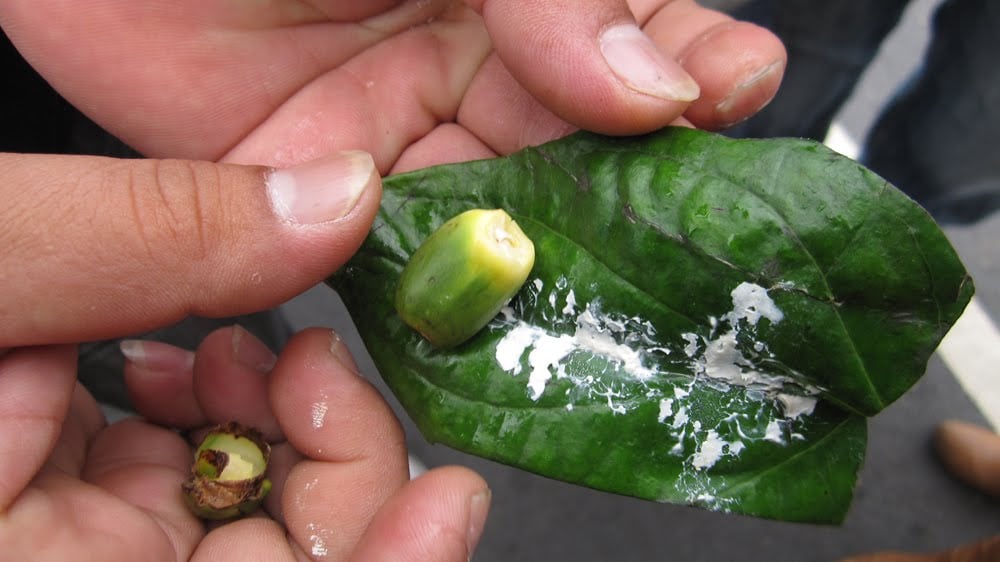 We Tried Chewing Betelnut, the Psychoactive Favorite of Taiwanese Taxi Drivers - RADII