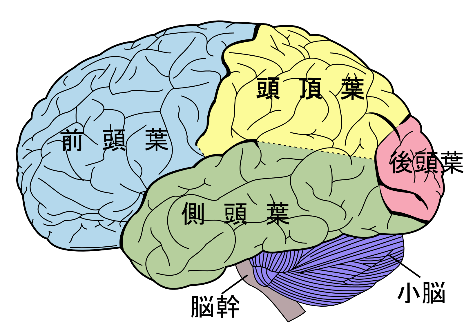 腦葉- 維基百科，自由嘅百科全書