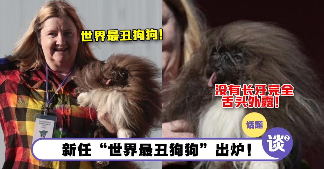 新任“世界最丑狗狗”出炉！8岁狮子狗舌头垂挂嘴外夺冠！克服缺陷成为一只快乐狗！ – TTN 谈谈网