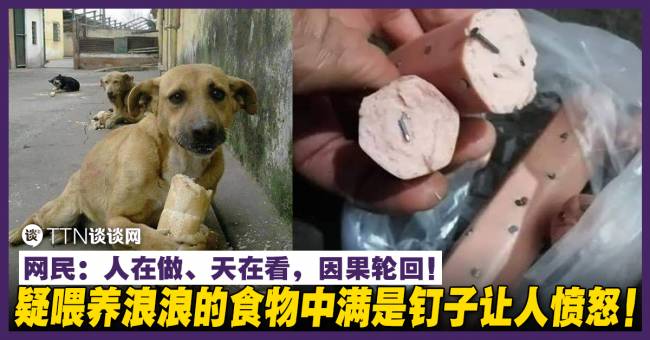 疑喂养浪浪的食物中满是钉子让人愤怒！ 网民：人在做、天在看，因果轮回！ – TTN 谈谈网
